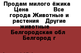 Продам милого ёжика › Цена ­ 10 000 - Все города Животные и растения » Другие животные   . Белгородская обл.,Белгород г.